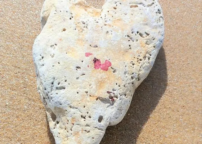 Σπίτι διακοπών Maison De - Cote De Jade - Coup De Coeur La Plaine-sur-Mer